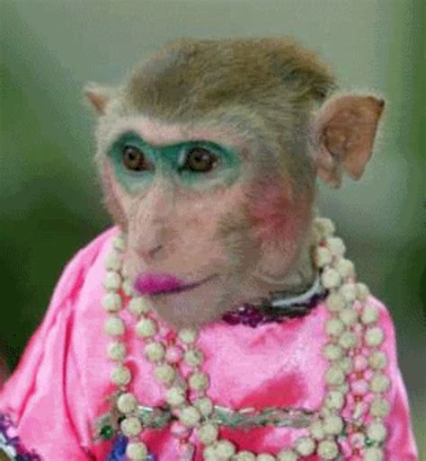 Monkey with makeup - 